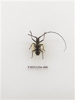 藏品(蘭嶼黃星天牛)的圖片